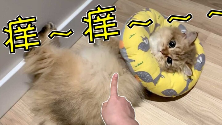 Bagian tubuh yang geli pada mochi kucing bercorak emas, begitu sang ibu menyentilnya, si kucing lang