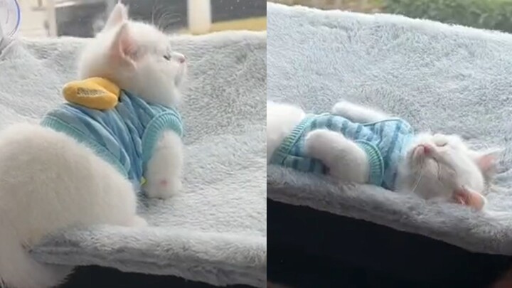 Netizen yang berbagi perjalanan akhirnya menemukan seekor kucing kecil, yang ternyata dilengkapi den