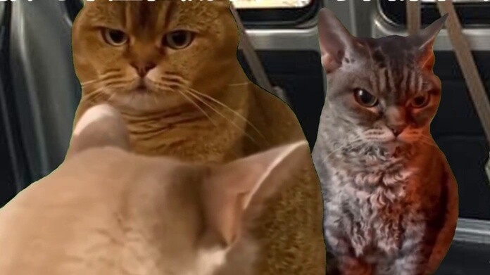 [Cat Meme] Câu chuyện về việc tôi bị bắt cóc và suýt bị cưỡng hiếp