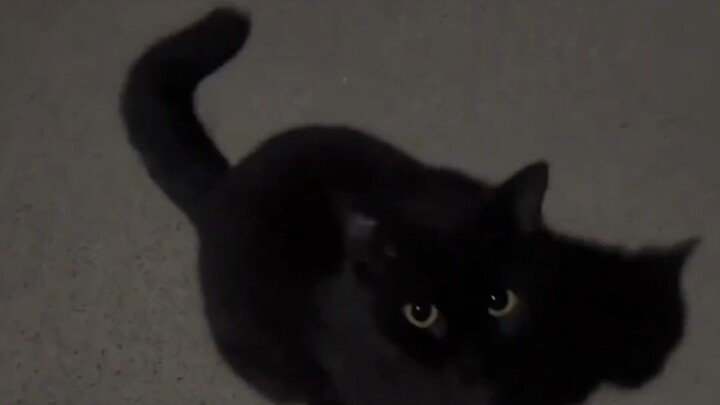 The little black kitten just brought home from grandma's house