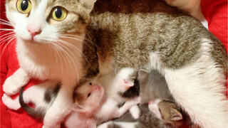 Cat mom: There are four left. Let’s take a family photo and hope they grow up healthily!