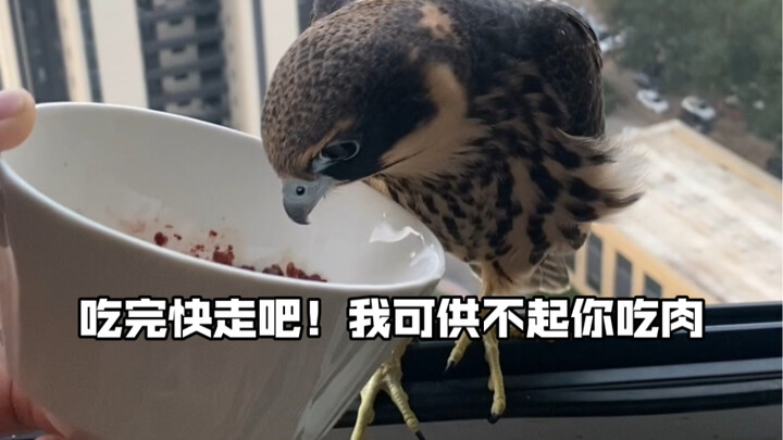 (Sun Jie, Episode 2) It’s been all night—she still hasn’t left. The little parrot keeps squawking, “