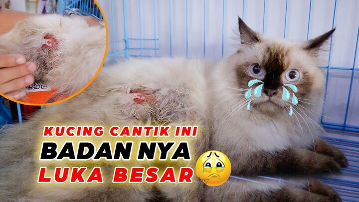 KUCING CANTIK INI BADAN NYA LUKA BESAR