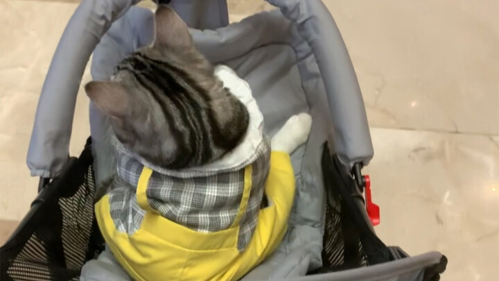 تاريخ تنقلات قطة صغيرة.