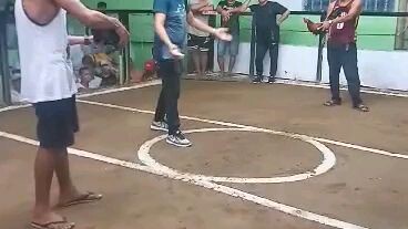 broodcock first win