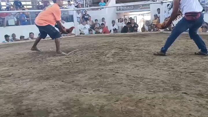 update buyer,panalo Po Ang ating palahing Golde #backyardbreeder#mavison