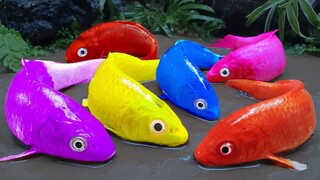 Menangkap ikan Warna-Warni Lucu Stop Motion ASMR video komedi menemukan animal revolt