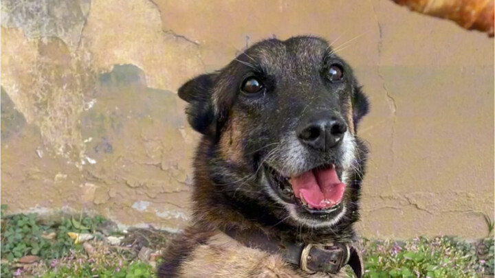 بلغ عمر الأسد الأسود ثلاثة عشر عامًا، وأصيب بورم مائي في مفصل الكوع. تعاون المدرب معه بانسجام لمساعد