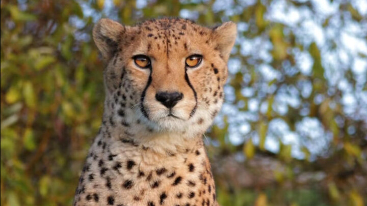 Apa yang harus dilakukan jika bertemu cheetah?