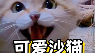 Cute Sand Cat #SandCat #SandCat #Cute #Science #OverseasKnowledge
