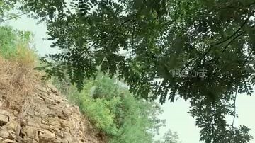 Isang lalaki ang nanghuhuli ng mga ahas upang buhayin ang kanyang pamilya!