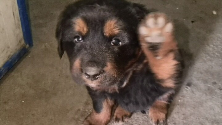 Animal|Wake-up Service of Tibetan mastiff