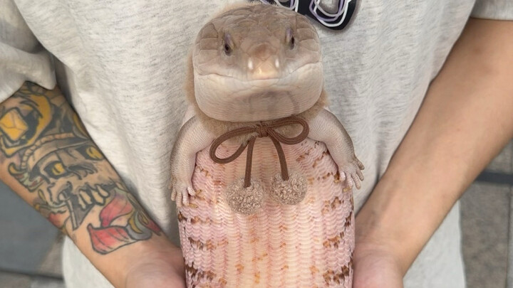 How long can a blue-tongued skink actually live?