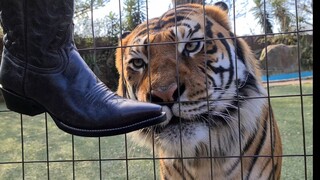 Tigers reaction to cowboy boots !