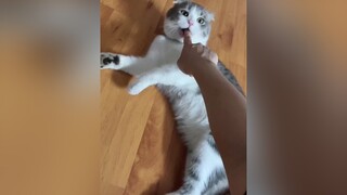 J zay trui? cat catsoftiktok catlover cutecat fypシ foryoupage foryou