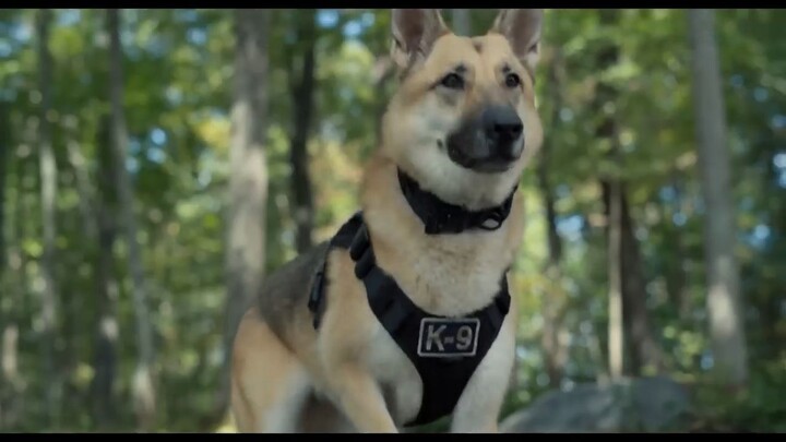 Strays 2023 Watch Full Movie Link In Description