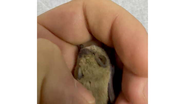 ค้างคาวตัวน้อยฮี่ฮี่ฮี่ มาหาฉันกลางดึกแบบนี้ หรือว่าจะกลายเป็นเมย์ม่อนกันนะ?