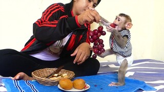 Adorable Tiny Baby Maki And Mom Eating Red Grapes | Baby Monkey Eat Grapes