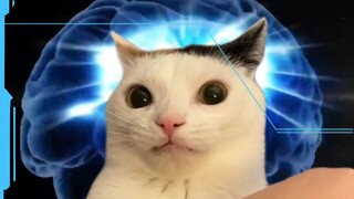 Cat: Born by Mom [Interstellar Remastered Edition]