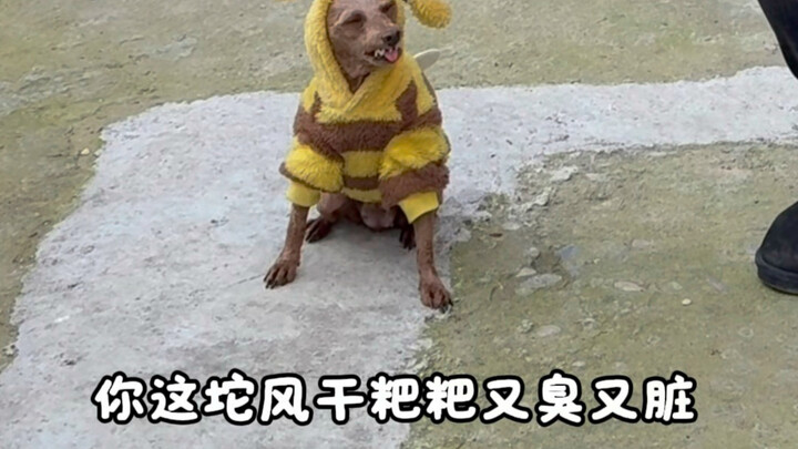 Giáo viên nước ngoài cũng khá lên rồi, đã ở trong biệt thự nhỏ rồi