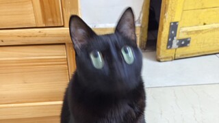 Meow Rules Xun Meow tidak bisa mematikan speaker humanoid