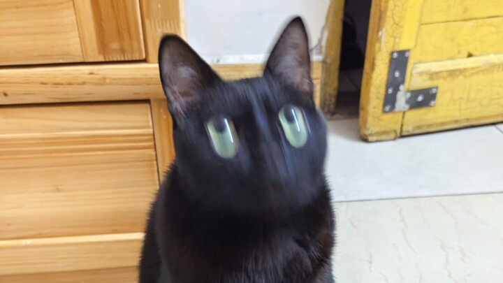 กฎของเหมียว ซุนเหมียวไม่สามารถปิดลำโพงมนุษย์ได้