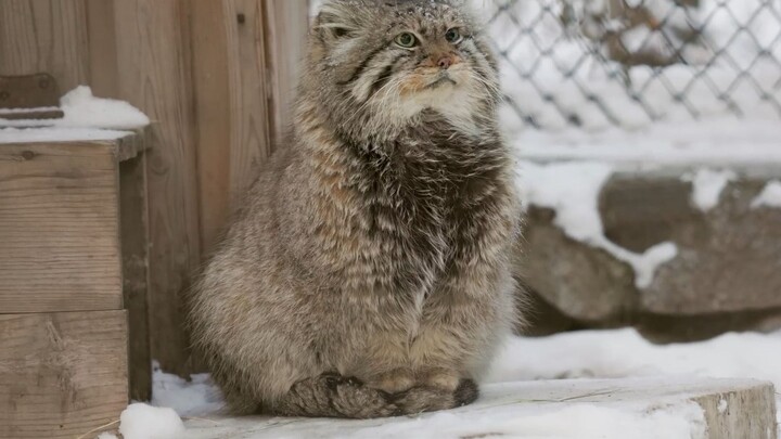 ตู้ซุน: ท่านราชา วันนี้ข้ามาตรวจภูเขา! (ยังไม่ลืมเหยียบหางด้วยนะ)