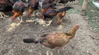 QAZ COCKERELS🐓