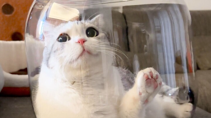 Jangan lihat aku imut, aku bisa memukul kucing lho!