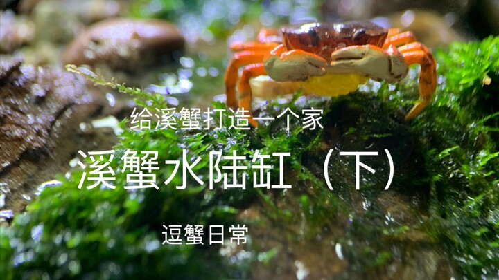 【水陆缸】给小溪蟹打造一个家，逗蟹日常