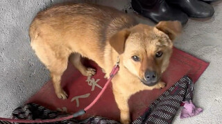 It's been a long time since I last saw this dog—let's see if it still recognizes me!