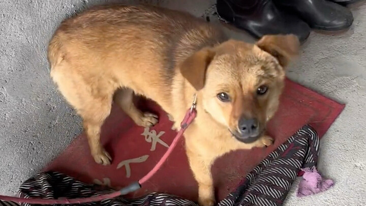 好久没见的狗子，看它认不认识我