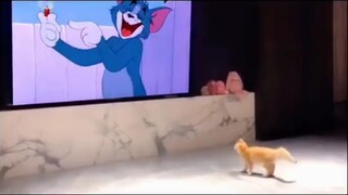 Tom and Jerry never lied to me