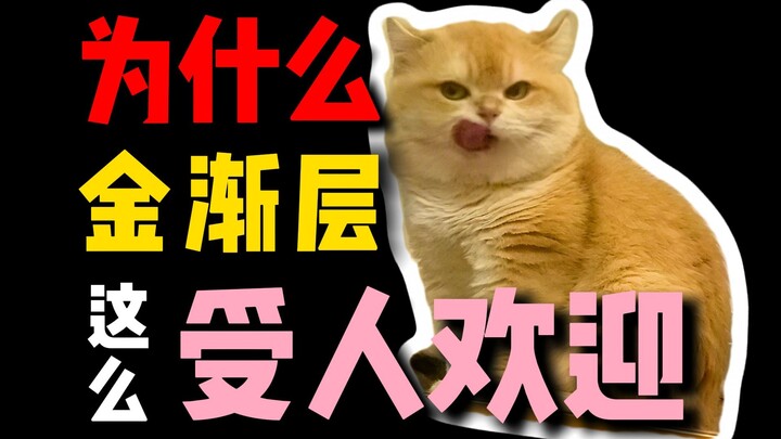 Why Are Golden Shorthairs So Popular?