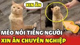 Chú mèo biết nói tiếng Việt đi vào bàn nhậu để xin miếng cá😂😂| Yêu Lu