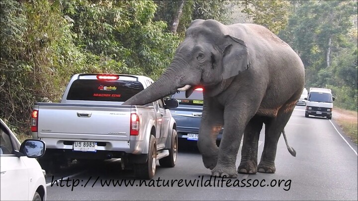 WATCH YOUR CAR !!   ELEPHANT!!