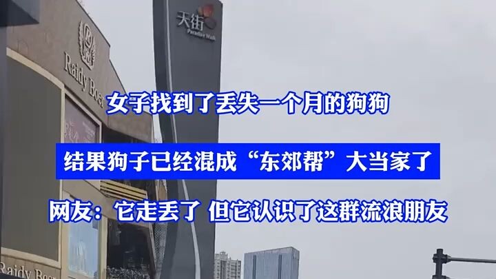 A woman found her dog, which had been missing for a month, only to discover it had risen to become t