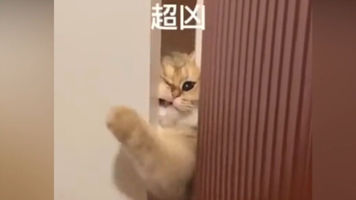 Kucing: Cepat biarkan aku masuk, aku takut kamu makan kotoran sendirian di toilet!!!