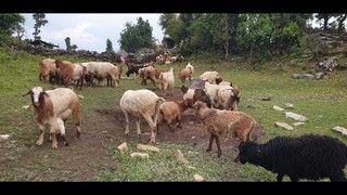 sheep herd are returning from pasture | shepherd of nepal | sheep herd |
