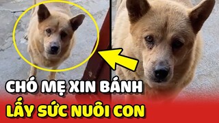 Chó mẹ mỗi chiều đi xin BÁNH BÔNG LAN ăn để lấy sức NUÔI CON 🥰 | Yêu Lu