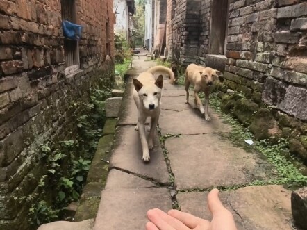 Trong làng có khoảng 60 chú chó, thử xem mình có thể vuốt ve được bao nhiêu con!