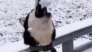 Chó con: Tuy tôi không phải người, nhưng anh đúng là chó thật.