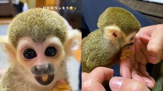 Hide-and-seek, munching on fruits! So darn cute!