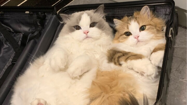 You Can’t Sleep in One Bed with Two Different Cats