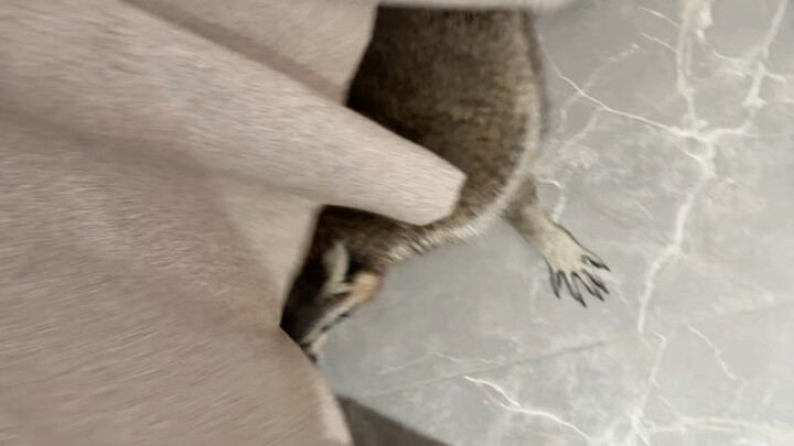 ตอนแรกทุกคนคิดว่ามันแค่แร็กคูนตัวน้อย แต่สุดท้ายกลับพบว่าจริงๆ แล้วมันคือปีศาจคางคก! #แร็กคูนน้อย #โ