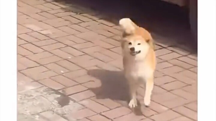 The happiest Dog.