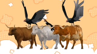 sapi di patuk burung gagak