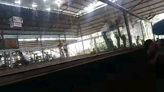 Quezon sabsaban cockpit win