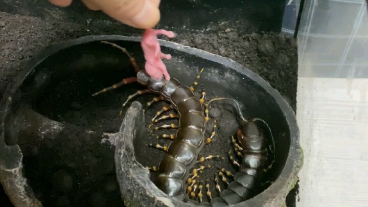 [Animals]When a centipede starts to prey