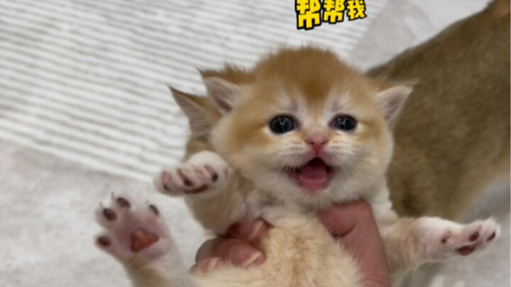 When I secretly took the mother cat's babies...